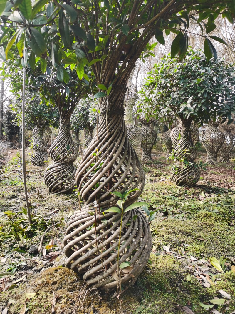 桂花花瓶规格齐全手工编织造型优美编制工艺好