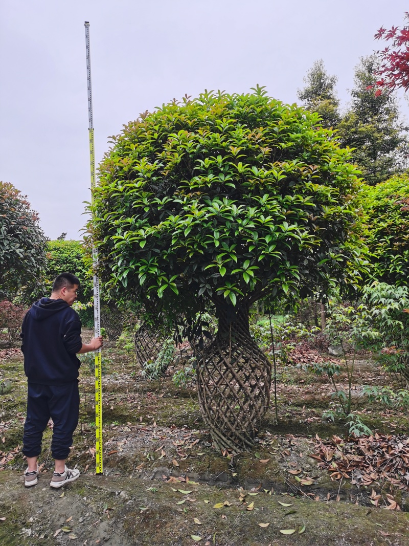 桂花花瓶规格齐全手工编织造型优美编制工艺好