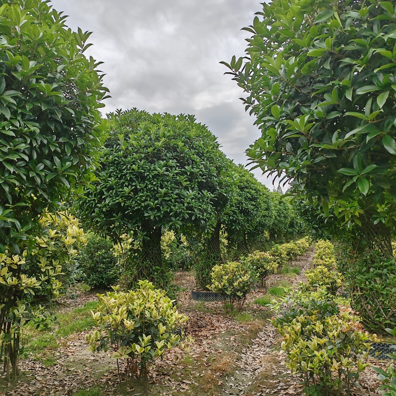 桂花花瓶规格齐全手工编织造型优美编制工艺好