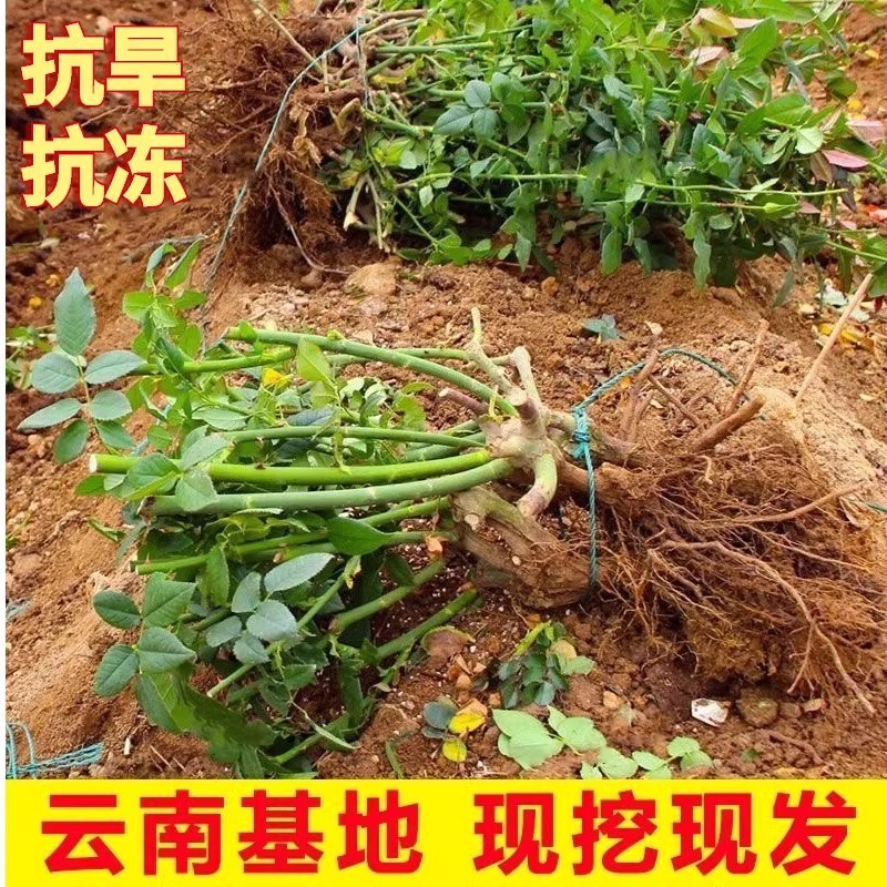 月季玫瑰老桩根大苗黑巴克红粉黄紫白色盆栽花卉