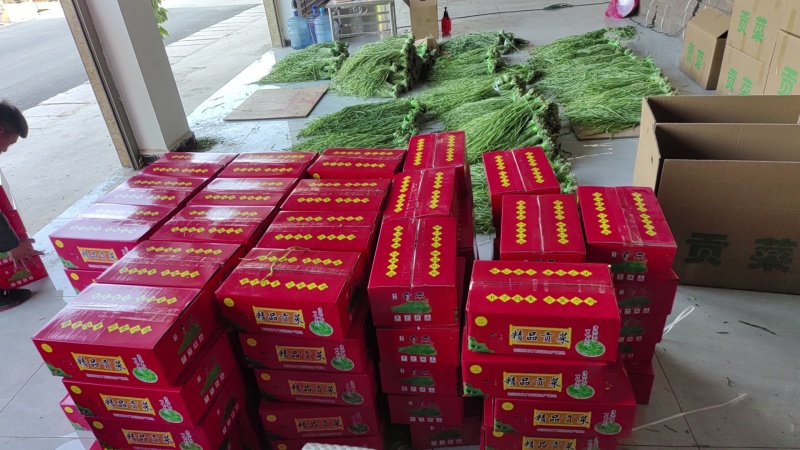【精品推荐】贡菜贡菜干云南丽江贡菜种植产地大量上市价格稳定发