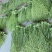 【精品推荐】贡菜贡菜干云南丽江贡菜种植产地大量上市价格稳定发