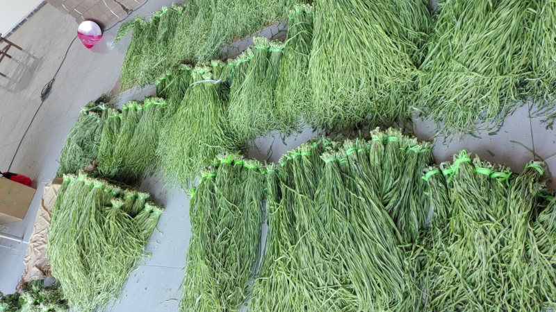 【精品】一级贡菜产地直发大量现货价格包你满意来电洽谈代加工