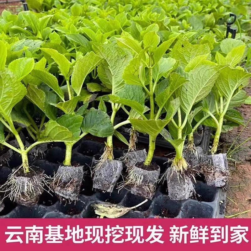 云南昆明基地直发绣球花种小杯苗批发无纺布袋苗尽夏八仙花木