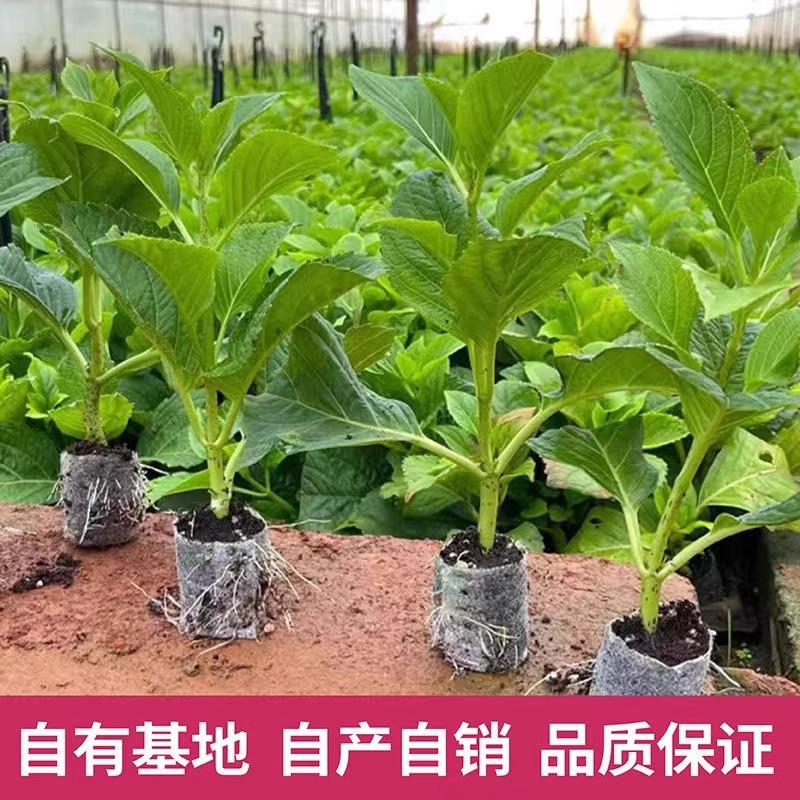 云南昆明基地直发绣球花种小杯苗批发无纺布袋苗尽夏八仙花木