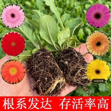 非洲菊苗扶郎花小苗批发多季开花盆栽花卉鲜切花大雪桔