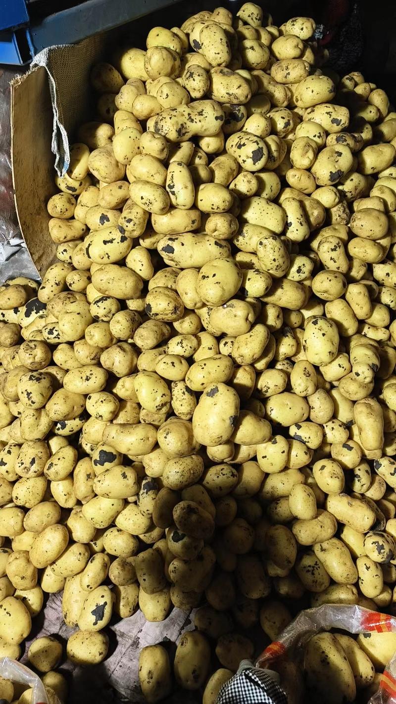 实验一号土豆黄心土豆龙丹沃土品种齐全来电洽谈货量稳定产地直发