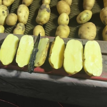 【黄金薯】黄心土豆龙丹实验沃土不空心内蒙古产地品质好价格低