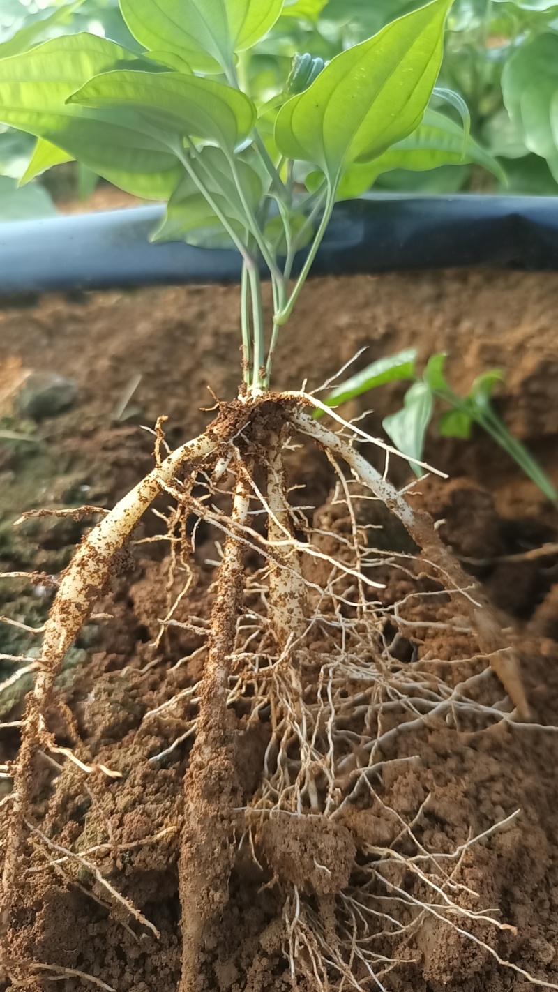 广西精品百部紫花苗药用价值高品质好现挖现发欢迎咨询