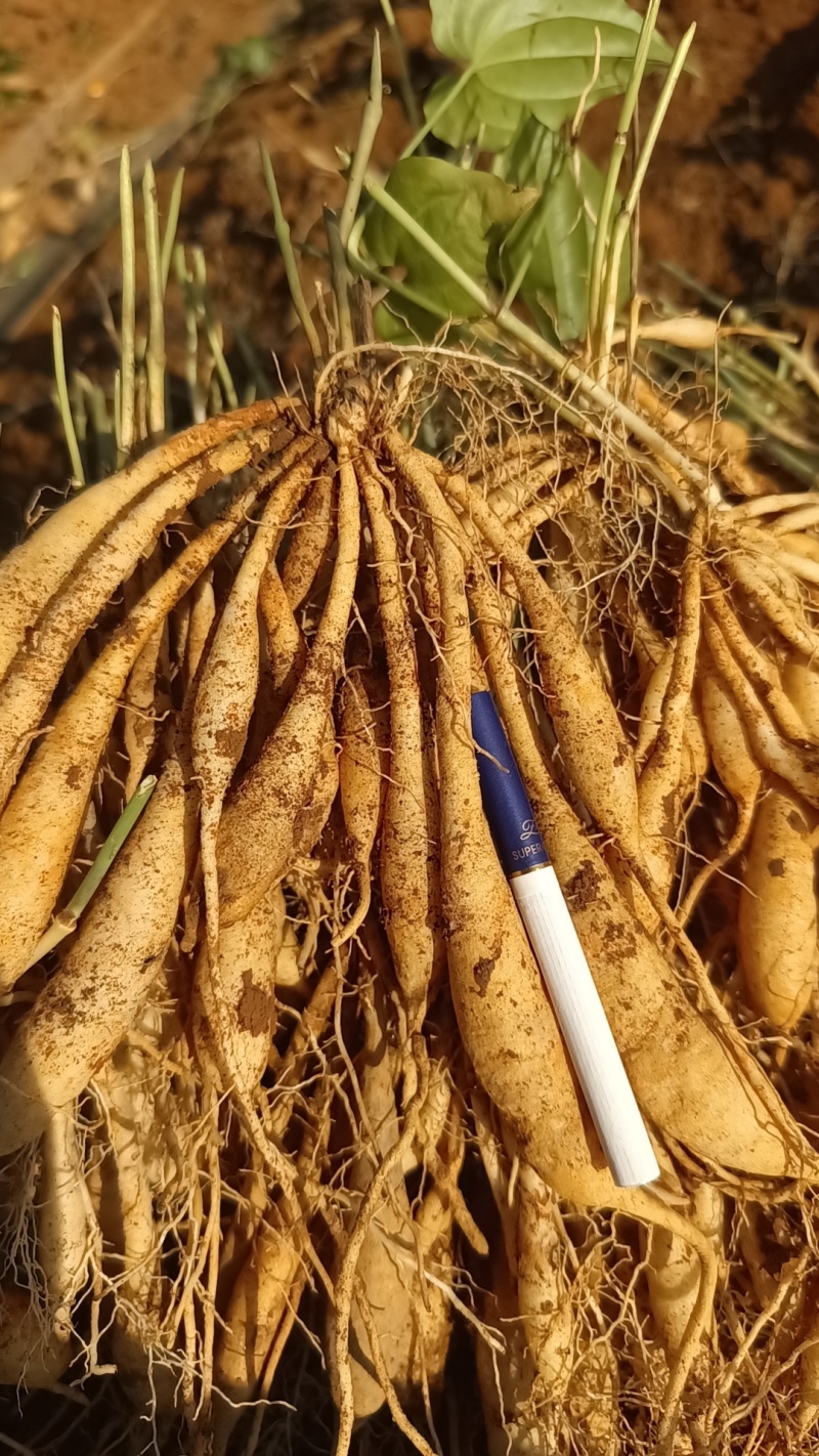 广西精品百部红花苗药用价值高品质好现挖现发欢迎咨询