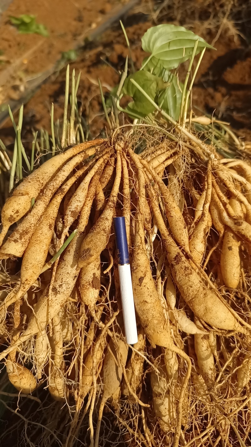 广西精品百部红花苗药用价值高品质好现挖现发欢迎咨询