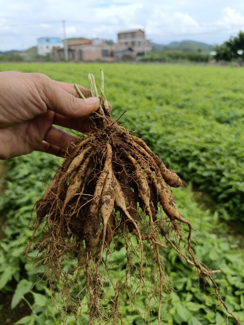 广西精品百部红花苗药用价值高品质好现挖现发欢迎咨询