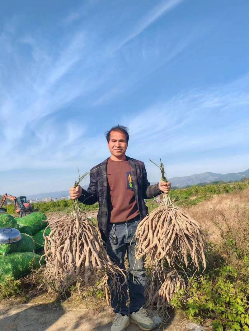 广西精品百部红花苗药用价值高品质好现挖现发欢迎咨询