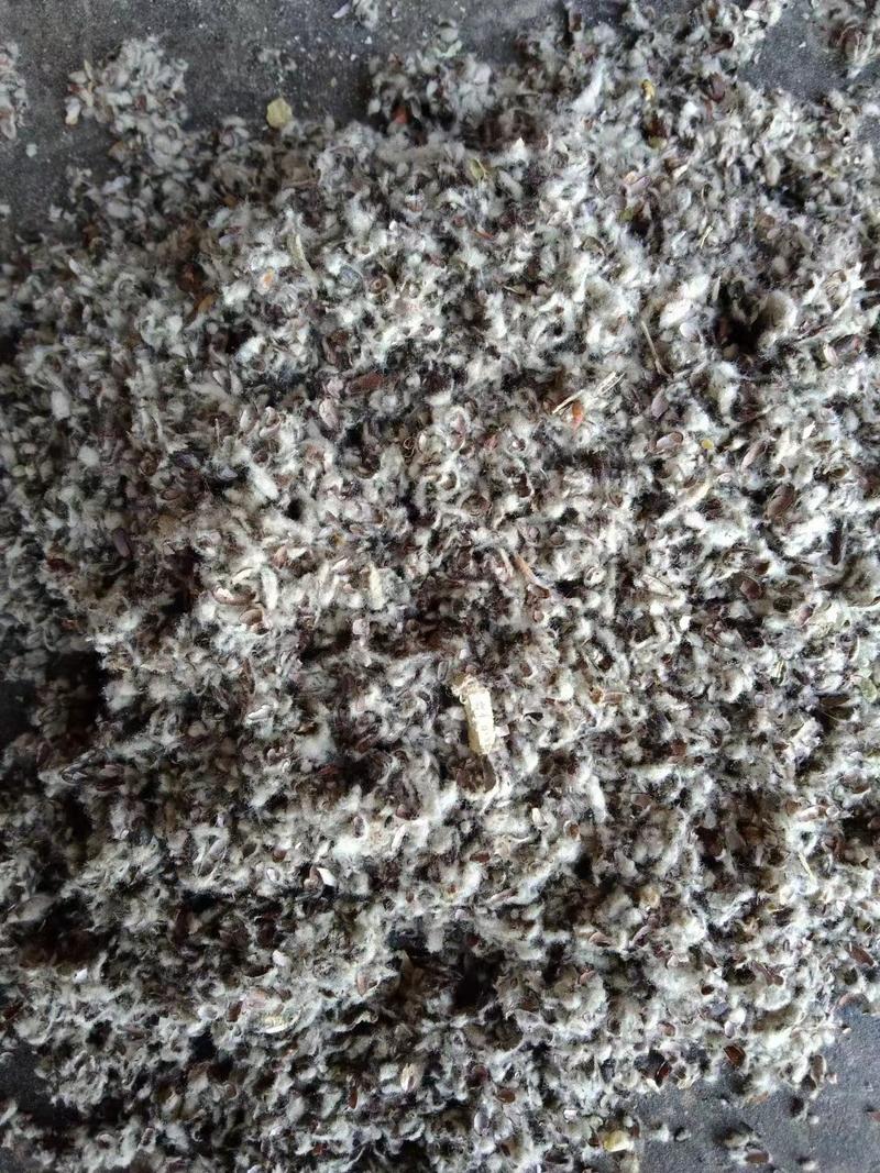 棉籽壳（棉籽皮）常年供应山东，新疆产地优质棉籽壳。