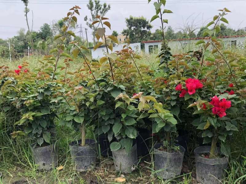 三角梅苗木基地直销精品三角梅花卉苗木批发花色多优惠价