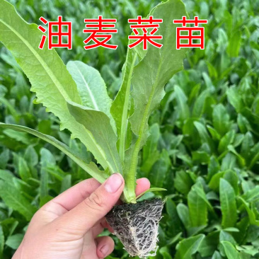 云南昆明基地直发油麦菜苗小苗蔬菜苗批发