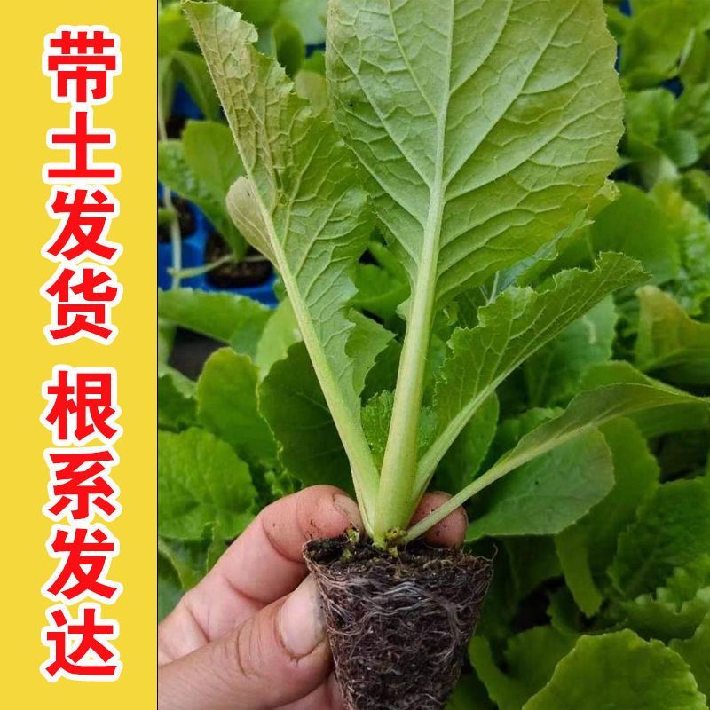 云南昆明基地直发黄心白菜苗娃娃菜苗蔬菜苗批发