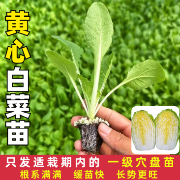 云南昆明基地直发黄心白菜苗娃娃菜苗蔬菜苗批发