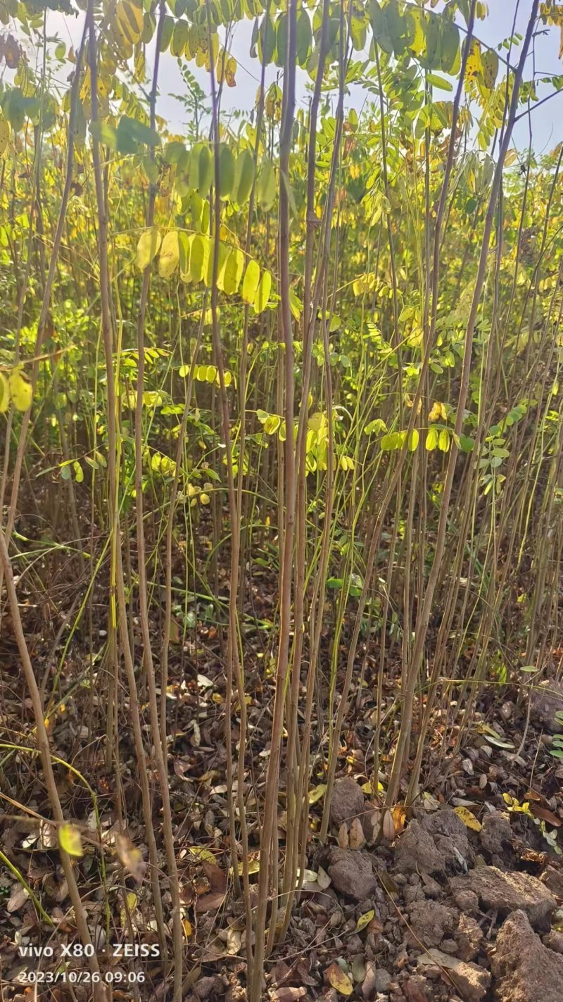 紫穗槐质量有保证长势旺盛品种纯正成活率高基地直供来电洽谈