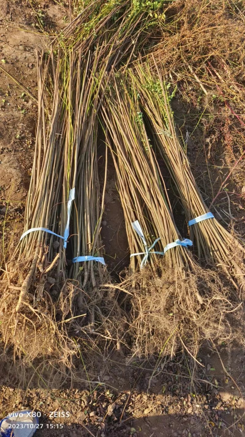 紫穗槐质量有保证长势旺盛品种纯正成活率高基地直供来电洽谈