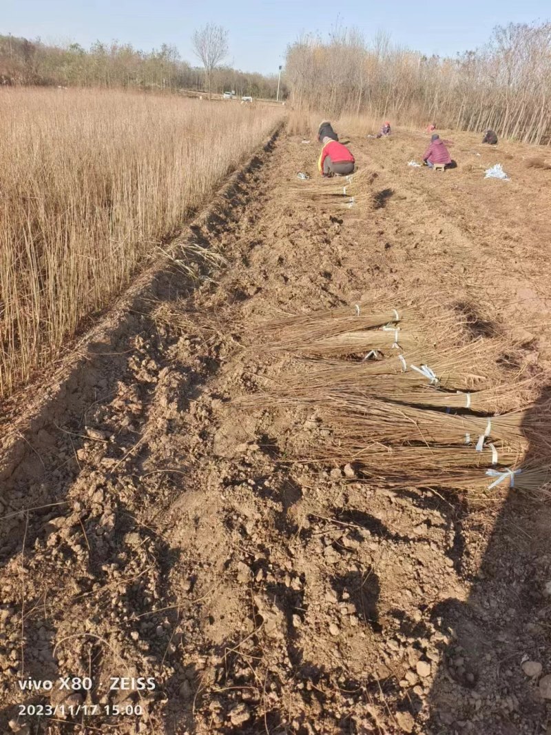 紫穗槐质量有保证长势旺盛品种纯正成活率高基地直供来电洽谈