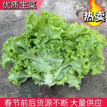 【生菜】辽宁散叶生菜精品生菜大量供应品质保证欢迎咨询