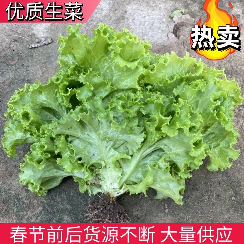 【生菜】辽宁散叶生菜精品生菜大量供应品质保证欢迎咨询