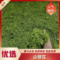 【优质推荐】山银花重庆中药材山银花量大从优欢迎购买