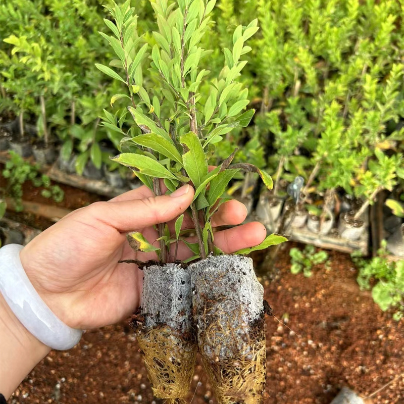 雪柳苗鲜枝条小苗喷雪花苗室内好养易活懒人植物花卉绿植