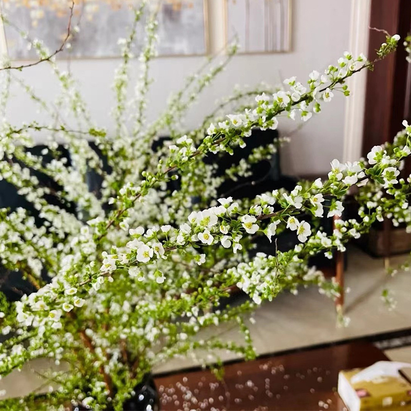 雪柳苗鲜枝条小苗喷雪花苗室内好养易活懒人植物花卉绿植