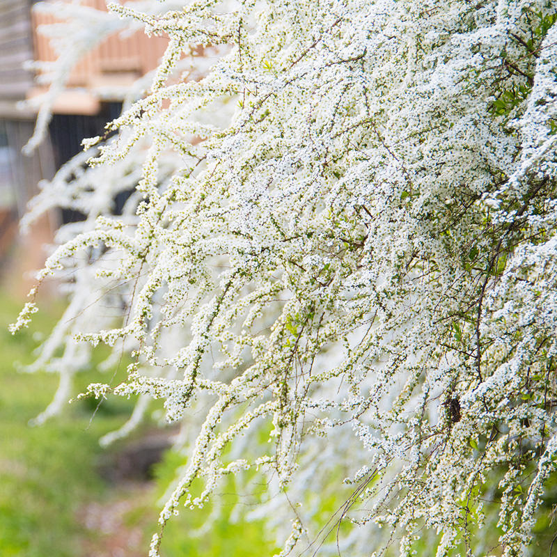 雪柳苗鲜枝条小苗喷雪花苗室内好养易活懒人植物花卉绿植