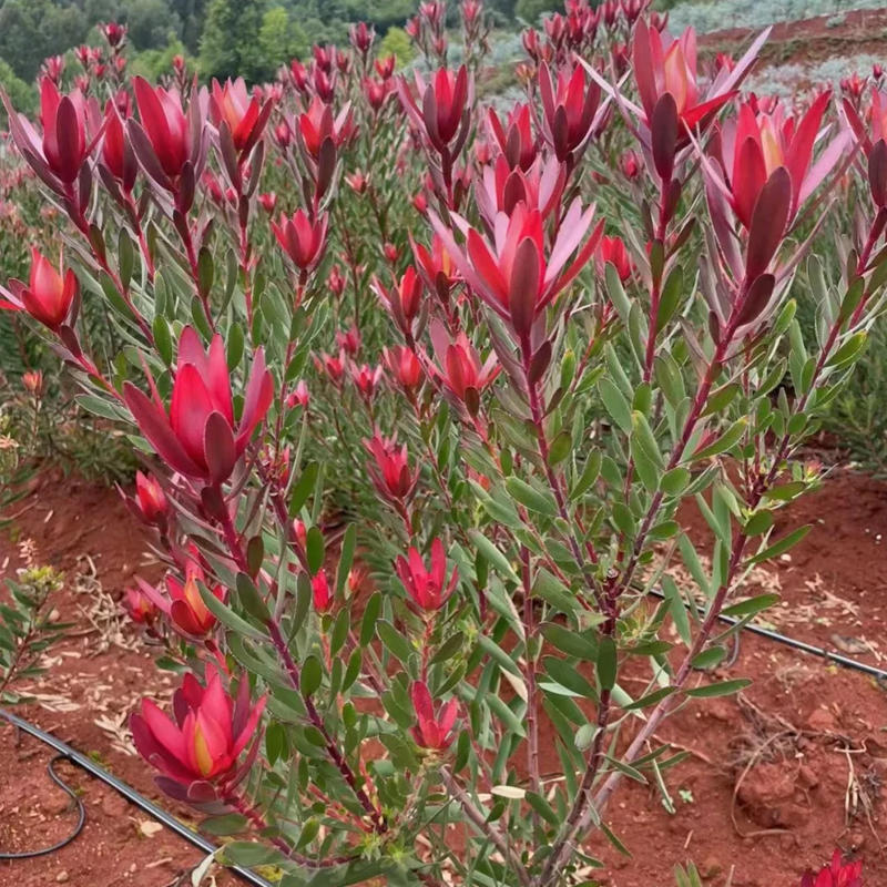 南非木百合苗小苗盆栽扦插苗木百合进口庭院