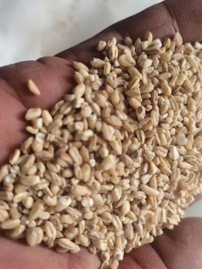 【碎麦仁】物美价廉，优质货源，诚信商家，咨询有惊喜