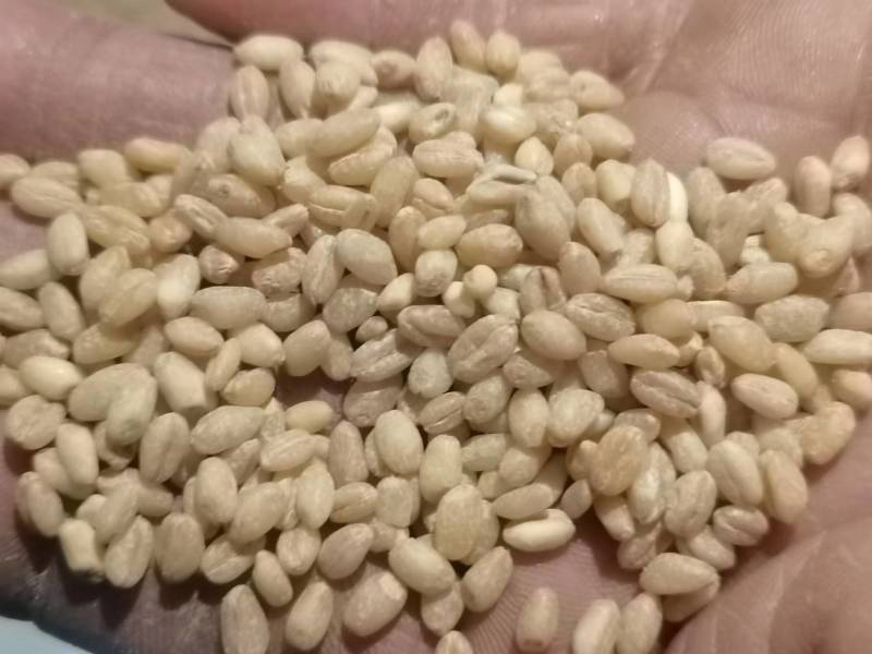 【碎麦仁】物美价廉，优质货源，诚信商家，咨询有惊喜