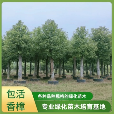 香樟,骨架移栽丛生香樟,原生骨架香樟货量充足质量