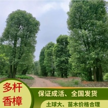丛生香樟，多杆香樟，移栽香樟，骨架香樟，骨架移栽香樟。