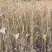 枫香品质保证产地直发可视频看货欢迎咨询