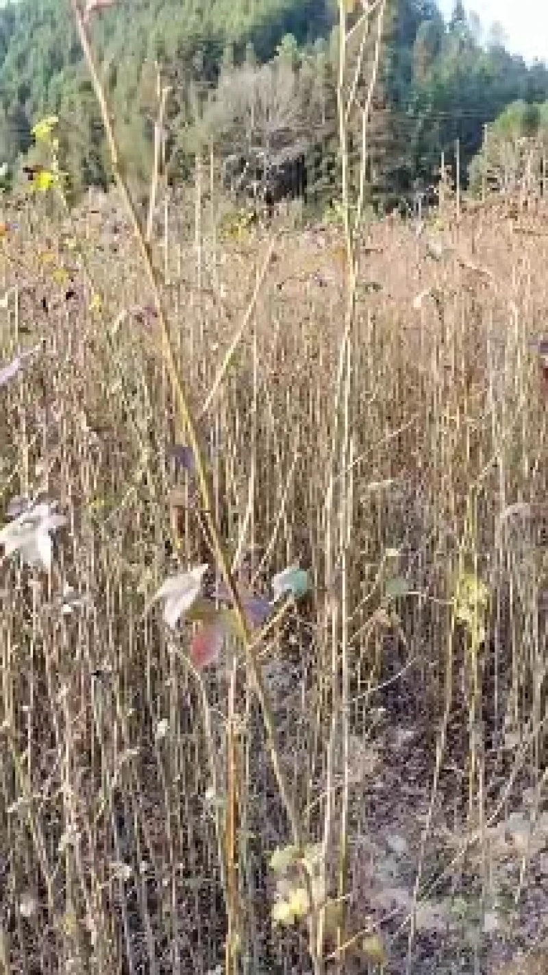 枫香品质保证产地直发可视频看货欢迎咨询