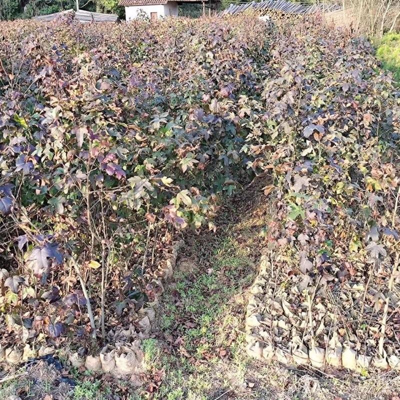 枫香品质保证产地直发可视频看货欢迎咨询