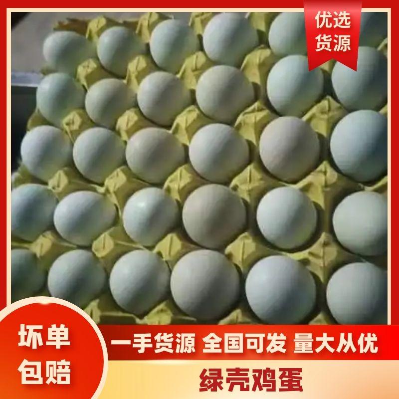 【自家养殖场】河南鸡蛋绿壳鸡蛋品质保证欢迎咨询