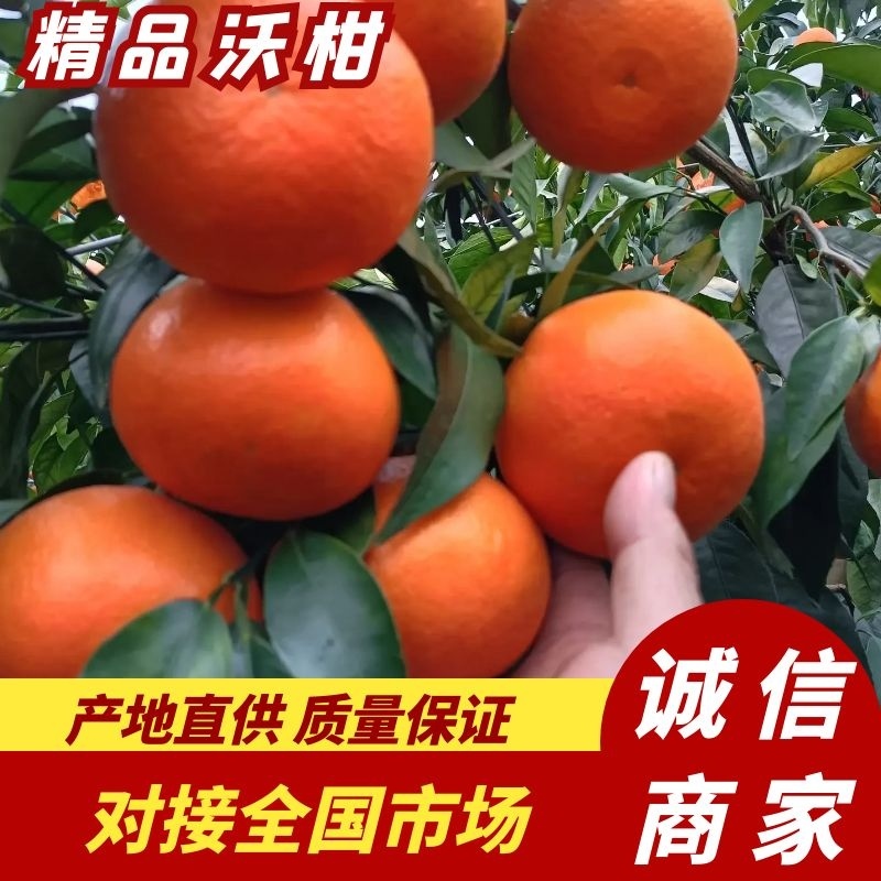 柑橘桂林精品沃柑口感好皮薄汁多化渣专业代收按需配