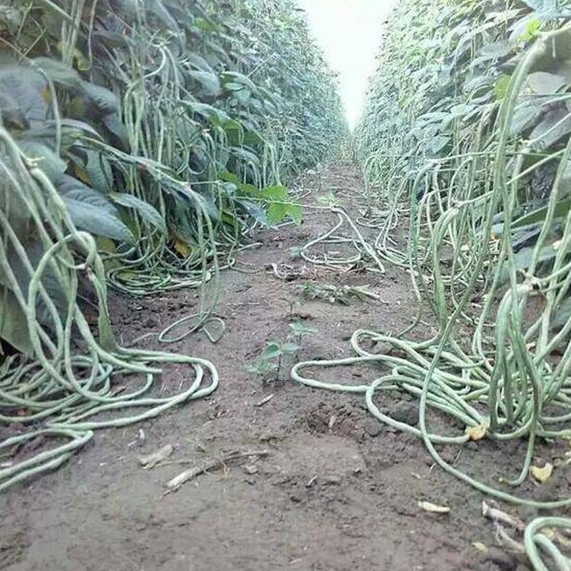 豇豆种子长豆角种籽翠绿不易老化穗景福地顺直春夏秋基地品种