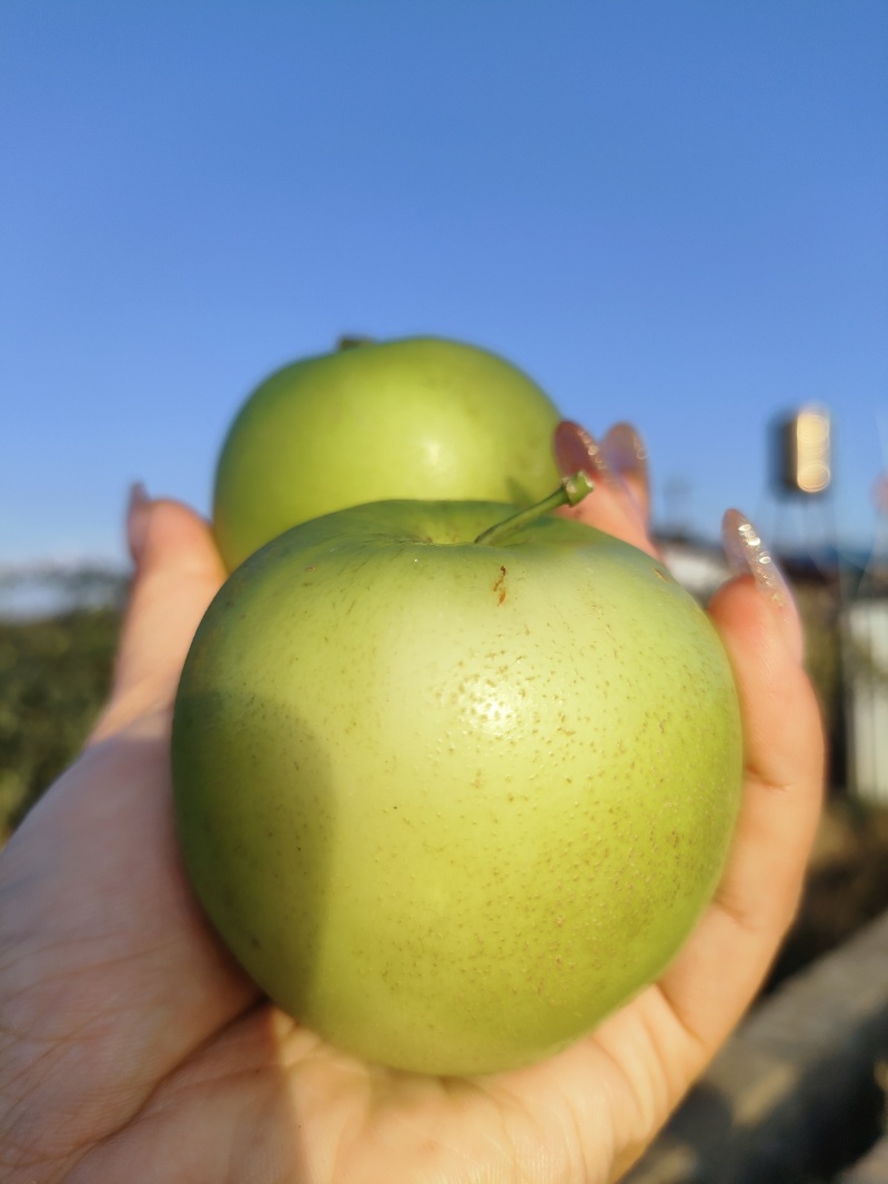 苹果枣/奶油枣口感好品质保证量大从优支持视频看货