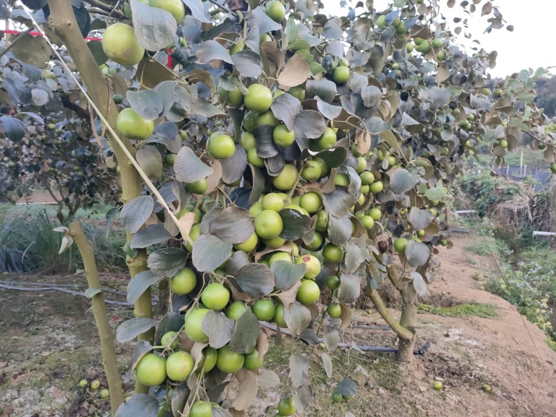 苹果枣/奶油枣口感好品质保证量大从优支持视频看货