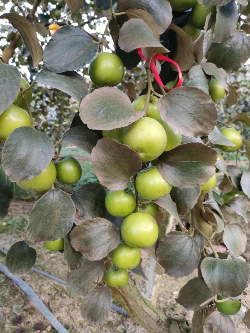 苹果枣/奶油枣口感好品质保证量大从优支持视频看货