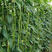 翠绿长豆角种子龙泉009豇豆脆绿色春夏秋植可做脱水蔬菜