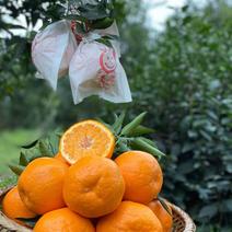 【精品】春见柑橘耙耙柑产地直发品质保证甜度高对接全国