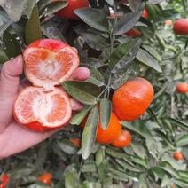 重庆三月黄柑橘，产地直发，大量有货，欢迎来电咨询