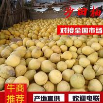 广西容县纯甜沙田柚，自家种植基地，一手货源