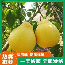 【优质】广西容县沙田柚，大量供应，品质保证，欢迎来电采购